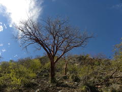 Bursera morelensis