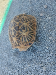 Psammobates tentorius verroxii