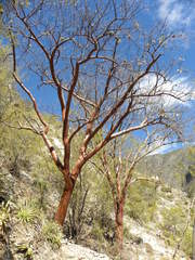 Bursera morelensis