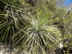 Agave stricta