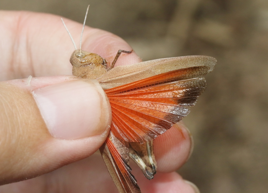 Oak-leaf Grasshopper