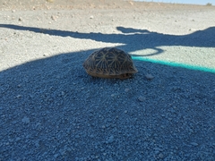 Psammobates tentorius verroxii