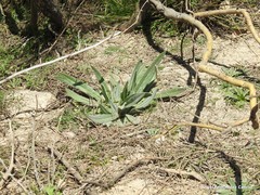 Echium creticum granatense