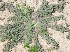 Centaurea calcitrapa
