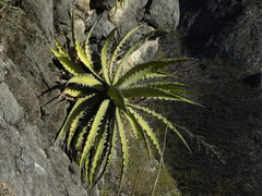 Agave xylonacantha