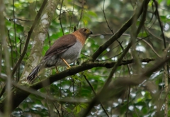 Micrastur ruficollis