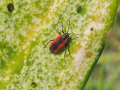 Dionconotus neglectus