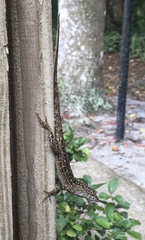 Anolis sagrei