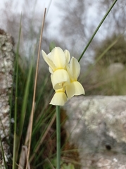 Narcissus triandrus pallidulus
