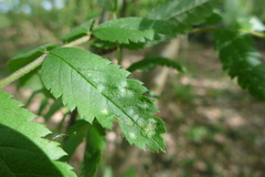 Podosphaera aucupariae