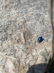 Chrysomelidae