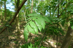 Podosphaera aucupariae