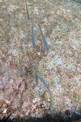 Ptereleotris monoptera