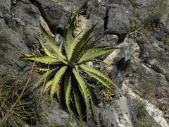 Agave xylonacantha