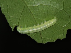 Eutelia adulatricoides