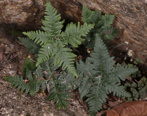 Notholaena standleyi
