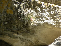 Tillandsia mauryana