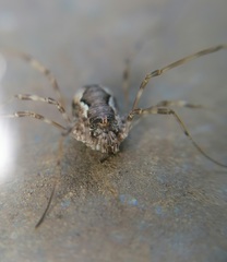 Dasylobus graniferus