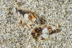 Acanthosphex leurynnis