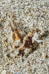 Acanthosphex leurynnis