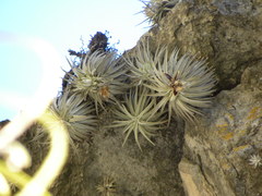Tillandsia mauryana