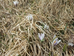 Crocus vernus