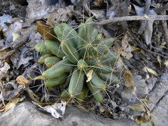 Mammillaria longimamma