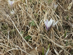 Crocus vernus