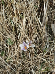 Crocus vernus