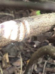 Scolopendra subspinipes