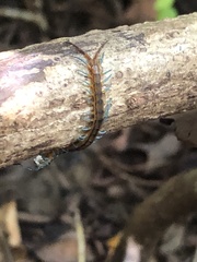 Scolopendra subspinipes