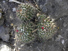 Mammillaria compressa