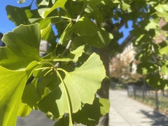 Ginkgo biloba