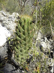 Coryphantha octacantha