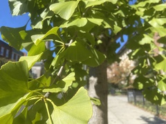 Ginkgo biloba