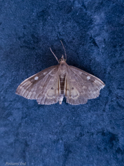 Mnesictena marmarina