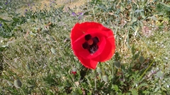 Papaver rhoeas