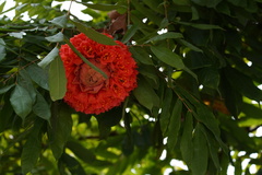 Brownea grandiceps