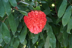 Brownea grandiceps