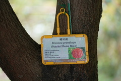 Brownea grandiceps