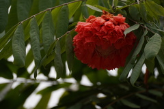 Brownea grandiceps