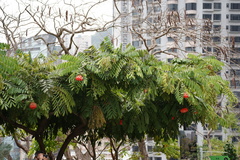 Brownea grandiceps
