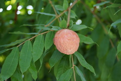 Brownea grandiceps