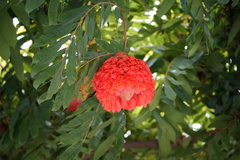 Brownea grandiceps