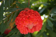 Brownea grandiceps