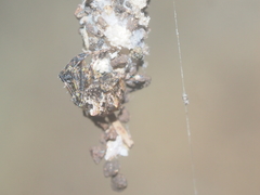 Dolichognatha