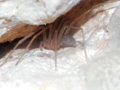 Loxosceles rufescens