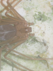 Loxosceles rufescens