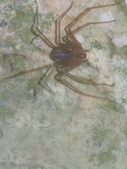 Loxosceles rufescens