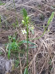 Schoenolirion wrightii